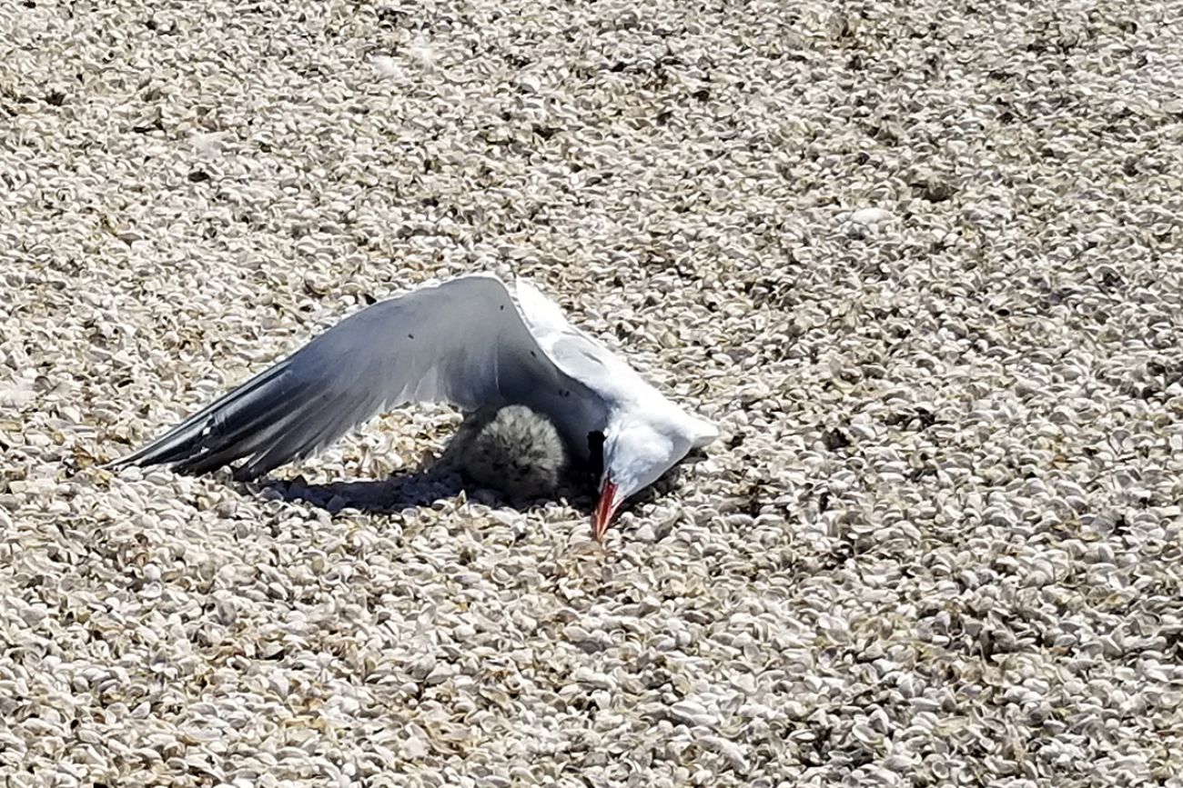 chick under wing of dead bird