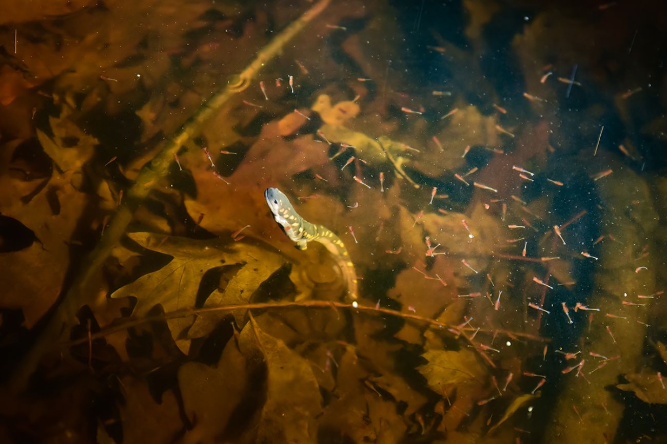 spotted salamander