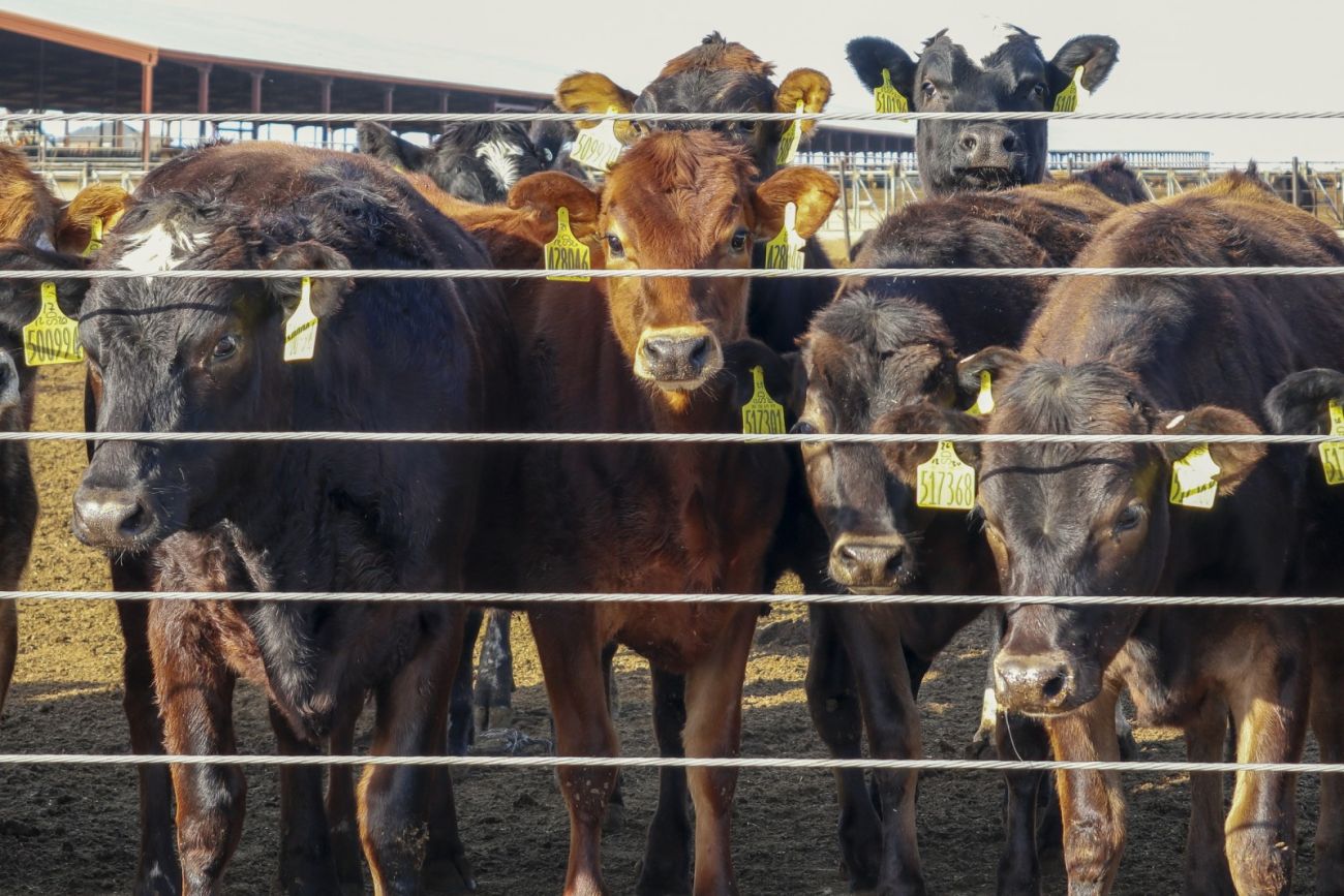 cows behind the fence