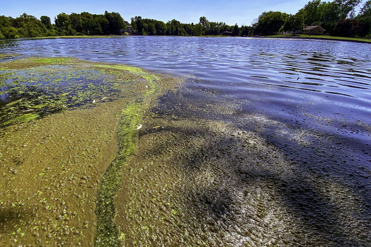 dirty water. The water is green and brown