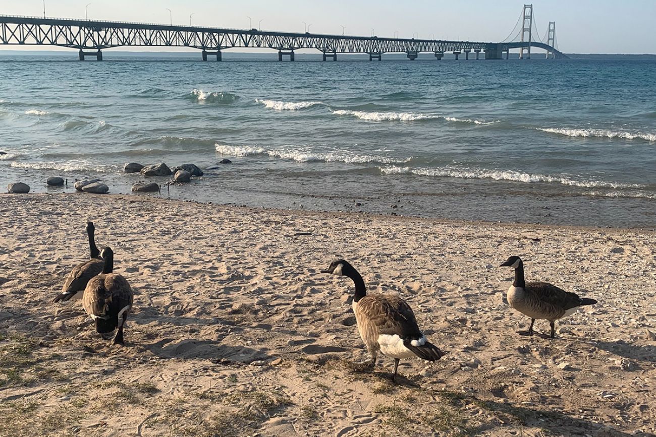 Geese on the beach