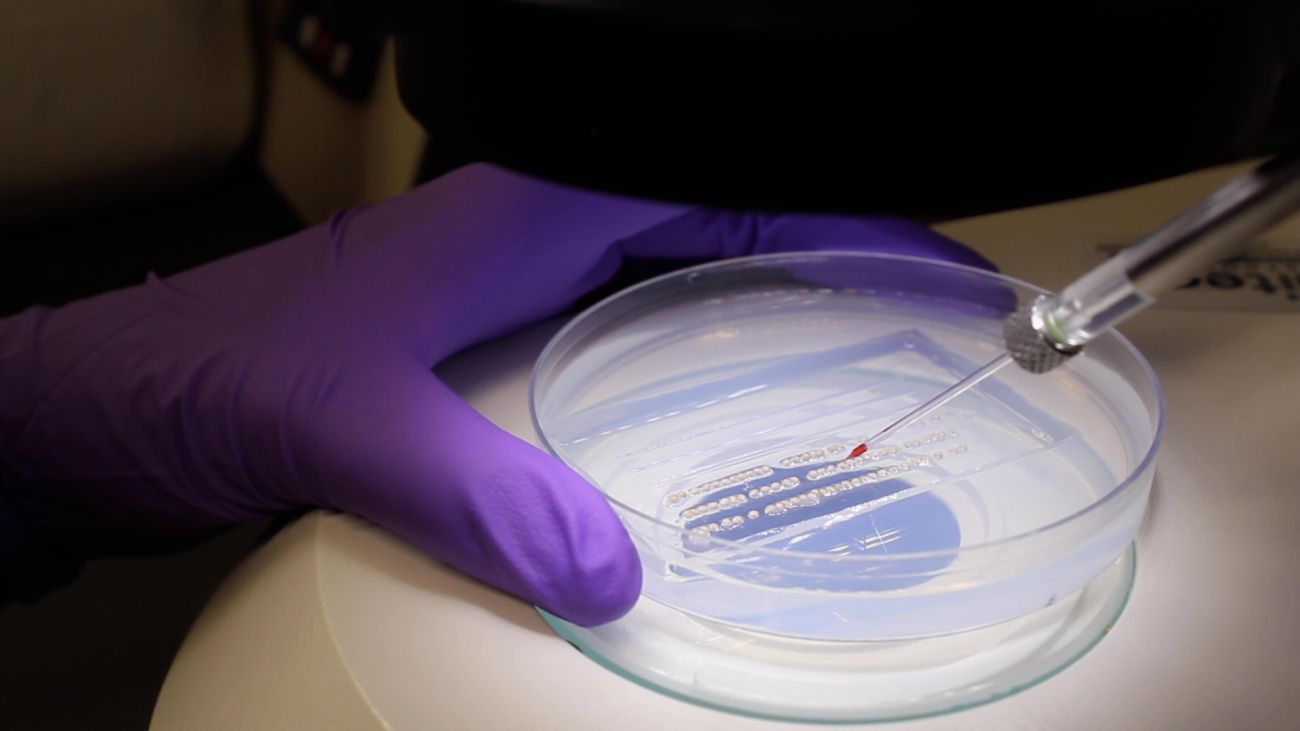 An injection going into a petri dish 