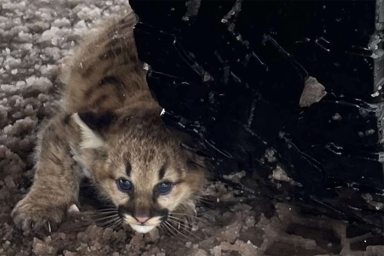 A cougar cub. 