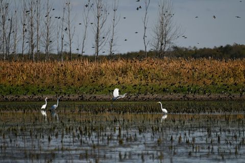 Pointe Mouillee State Game Area