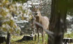 Deer in the forest 