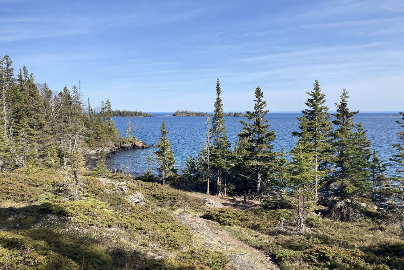 trees along the lake