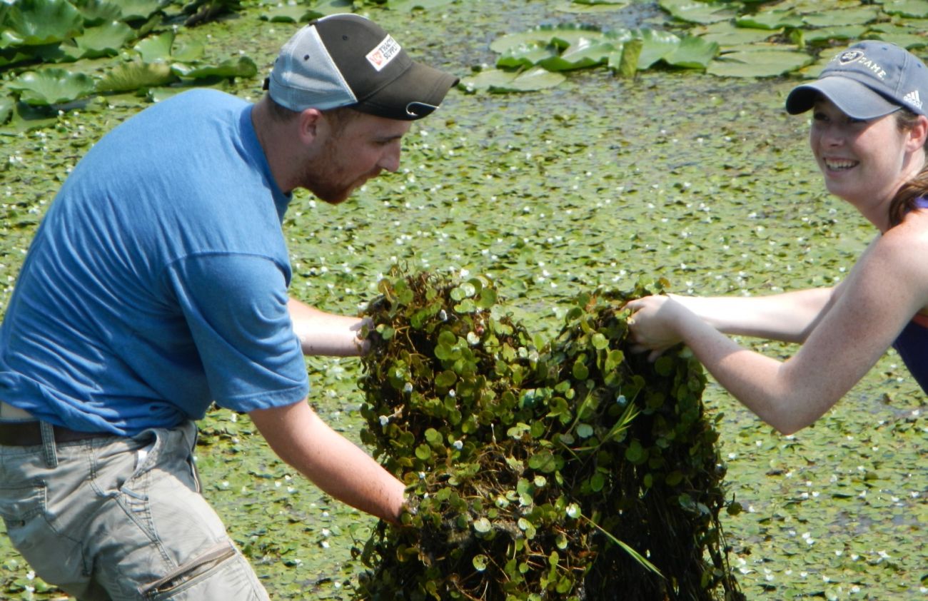 people pulling frog-bit from water