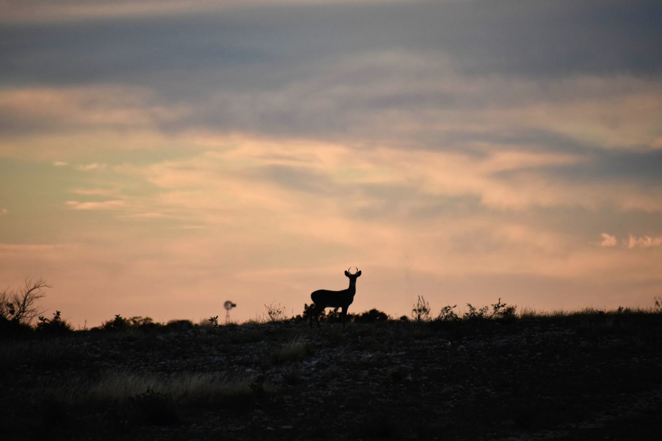 silhouette of a white tail deer