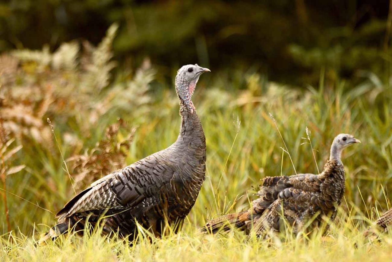 two wild turkeys in a field 