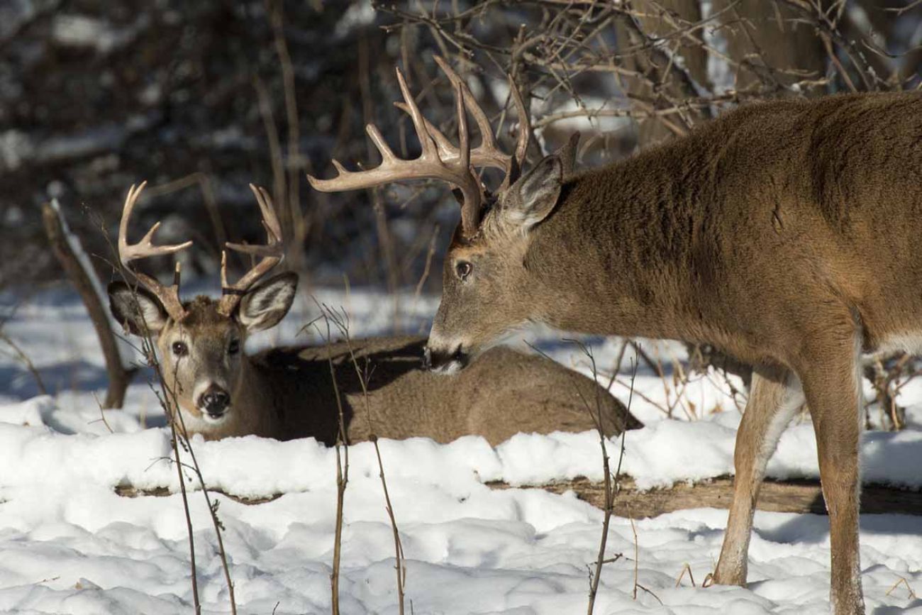 A pair of whitetail bucks. Snow on the ground