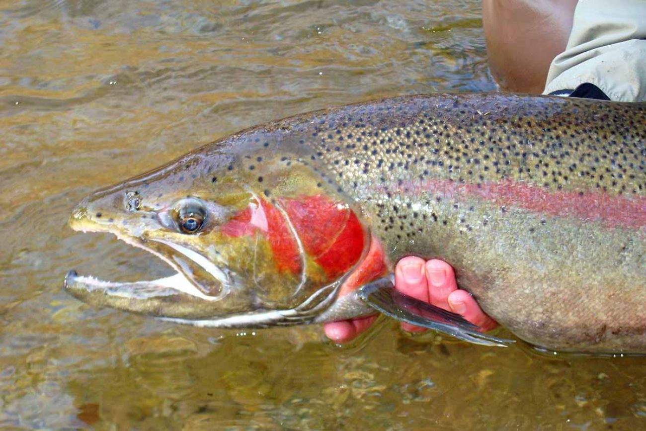 someone holding a fish