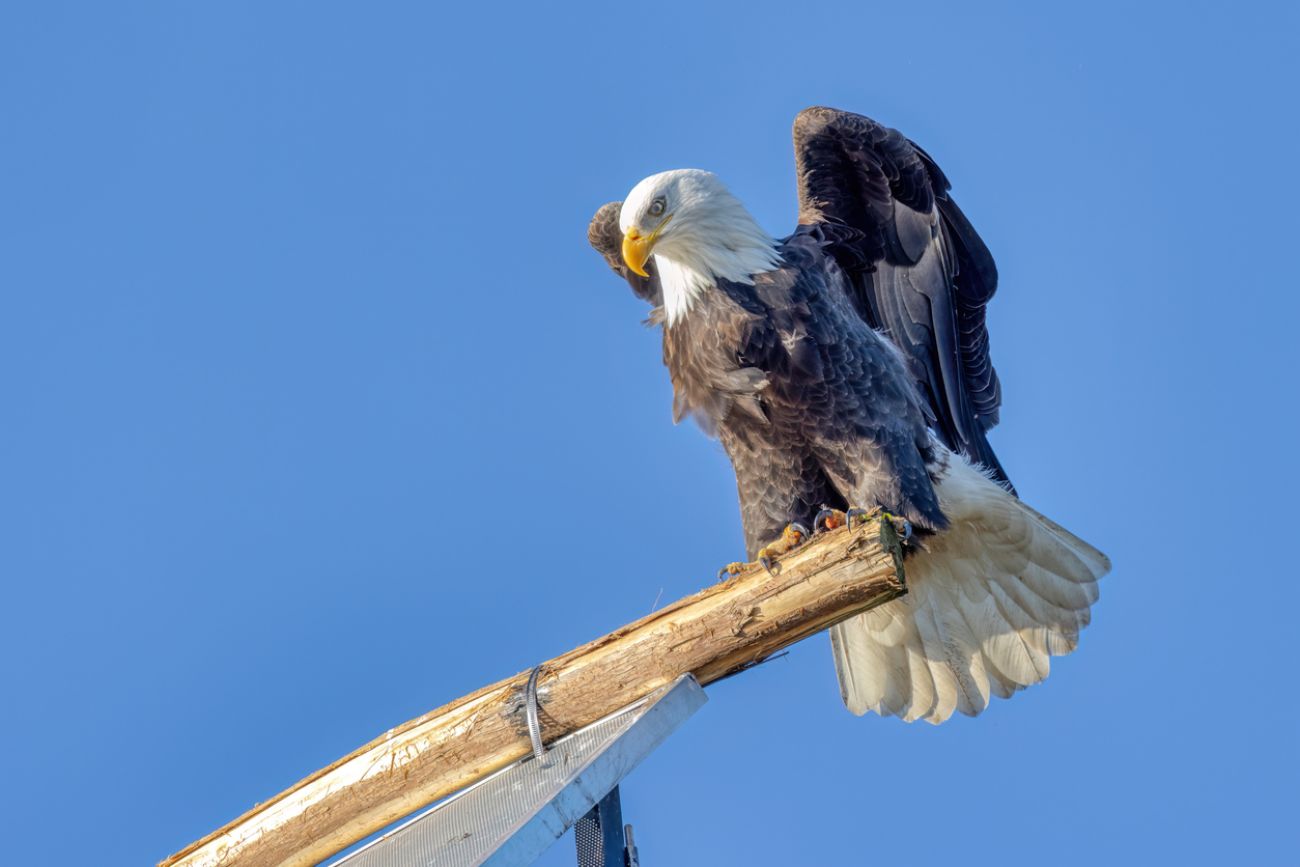 bald eagle perched on a building