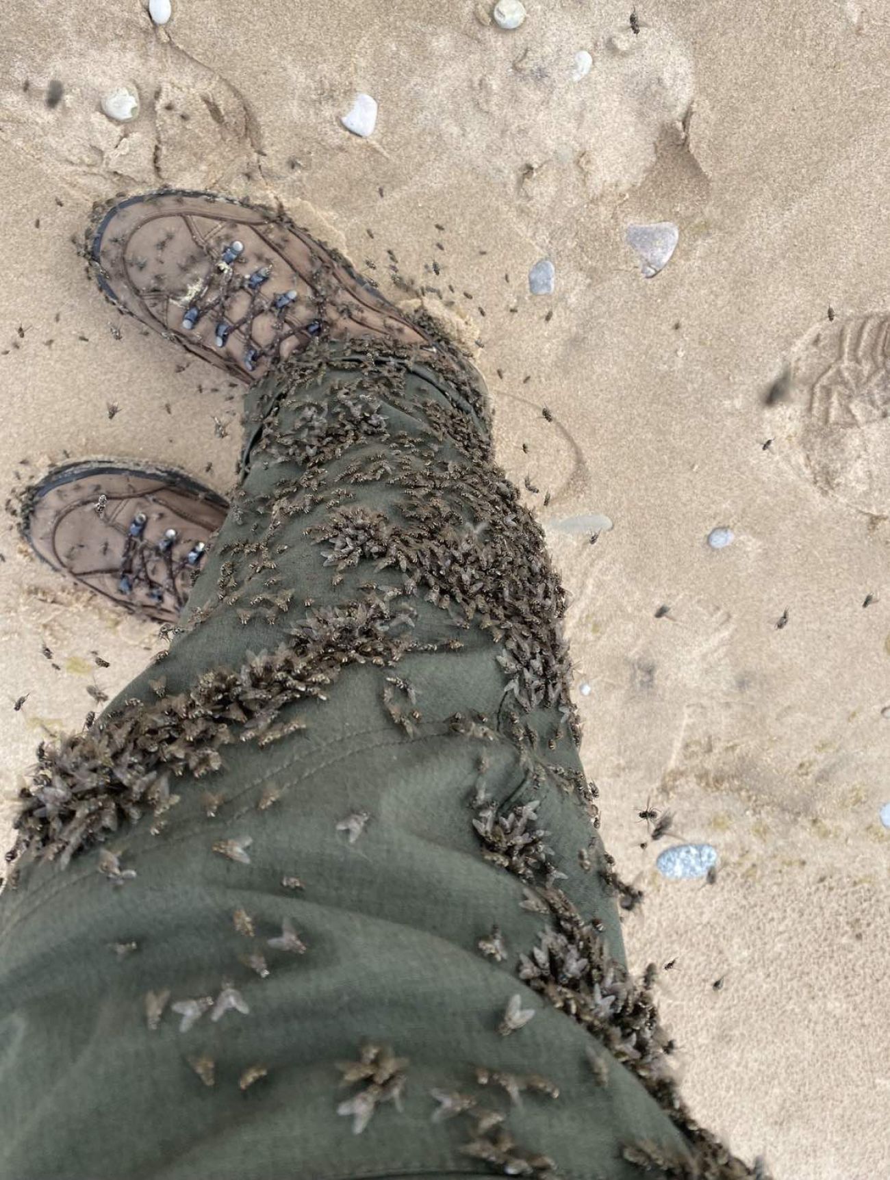 a bunch flies on someone's pants and hiking boots