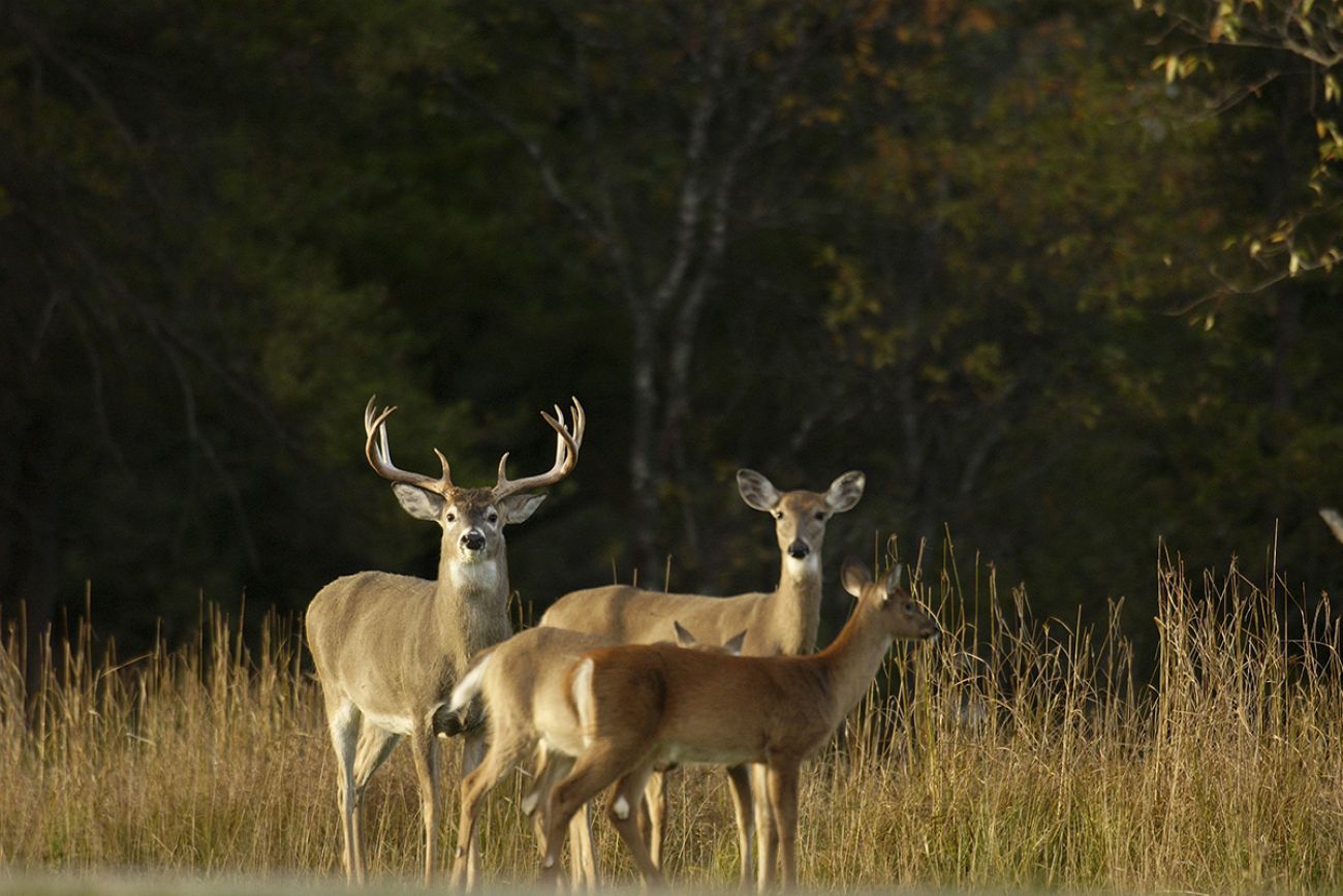 Deer in a field 