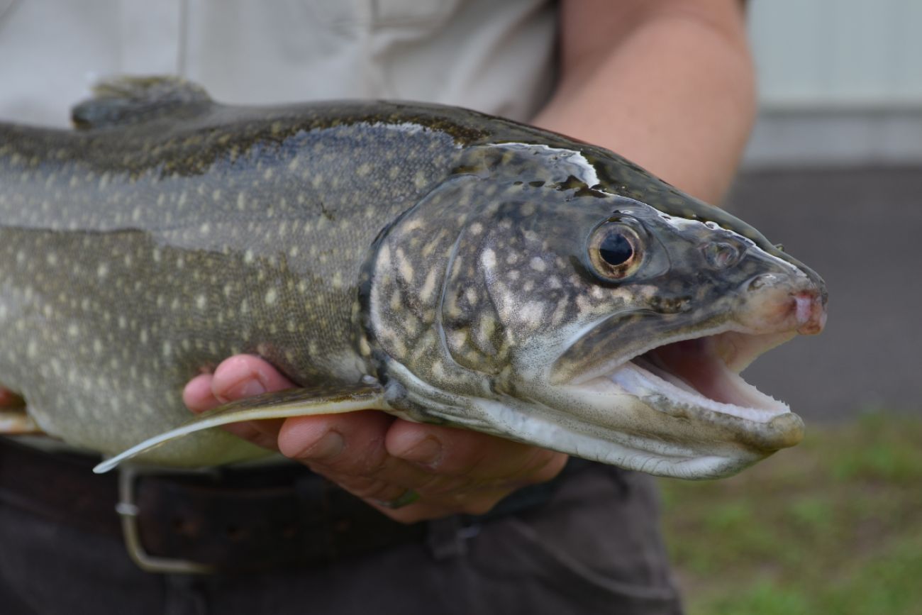 Person holds a fish