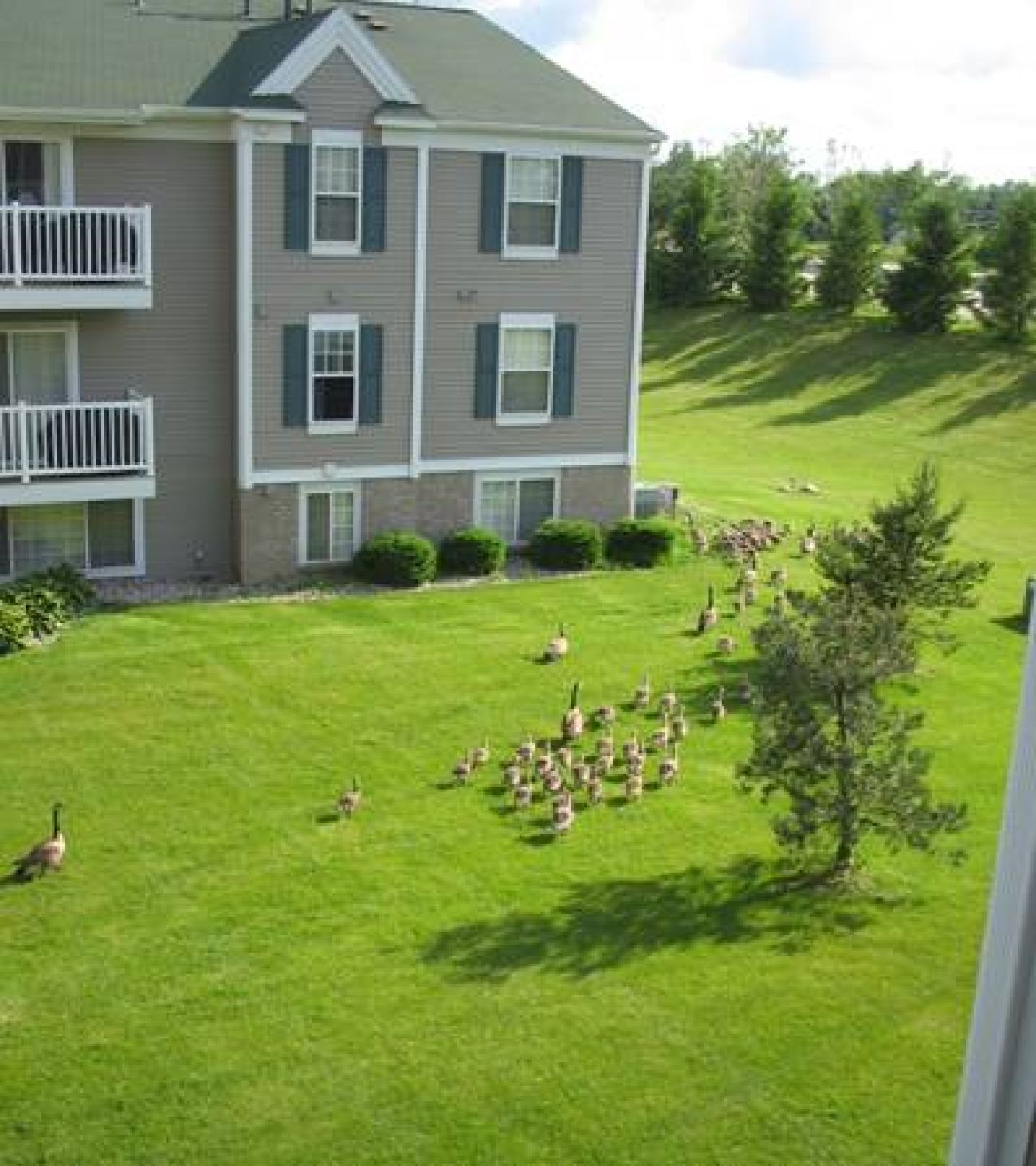 A photo taken outside a window of geese. 