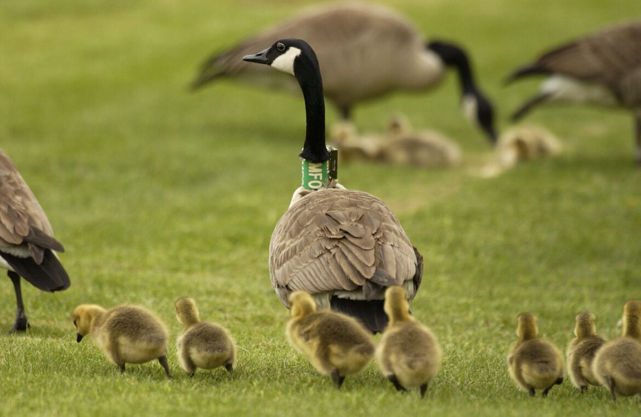 Canada geese walking with their goslings. 