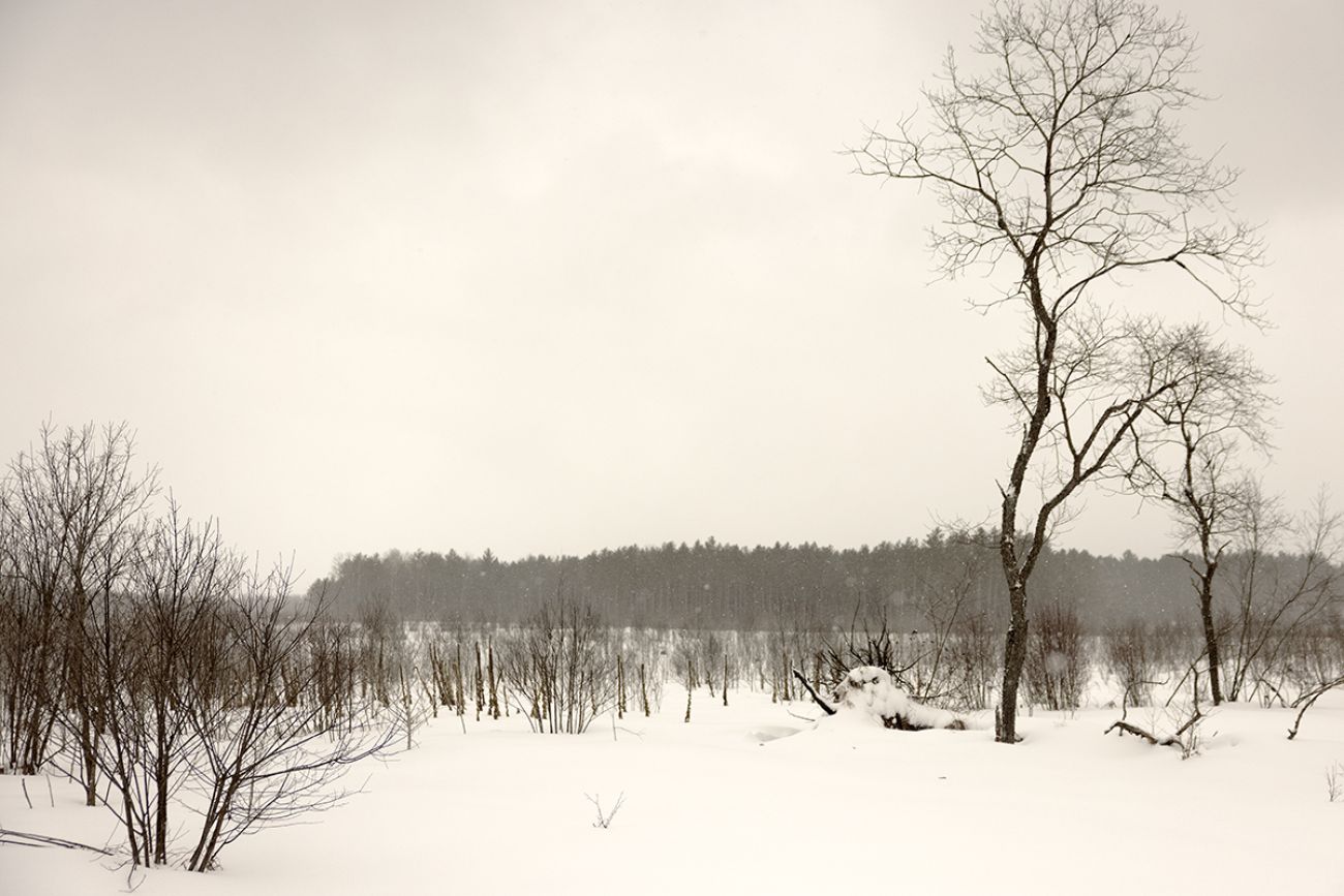 A barren tree. Snow is on the ground 