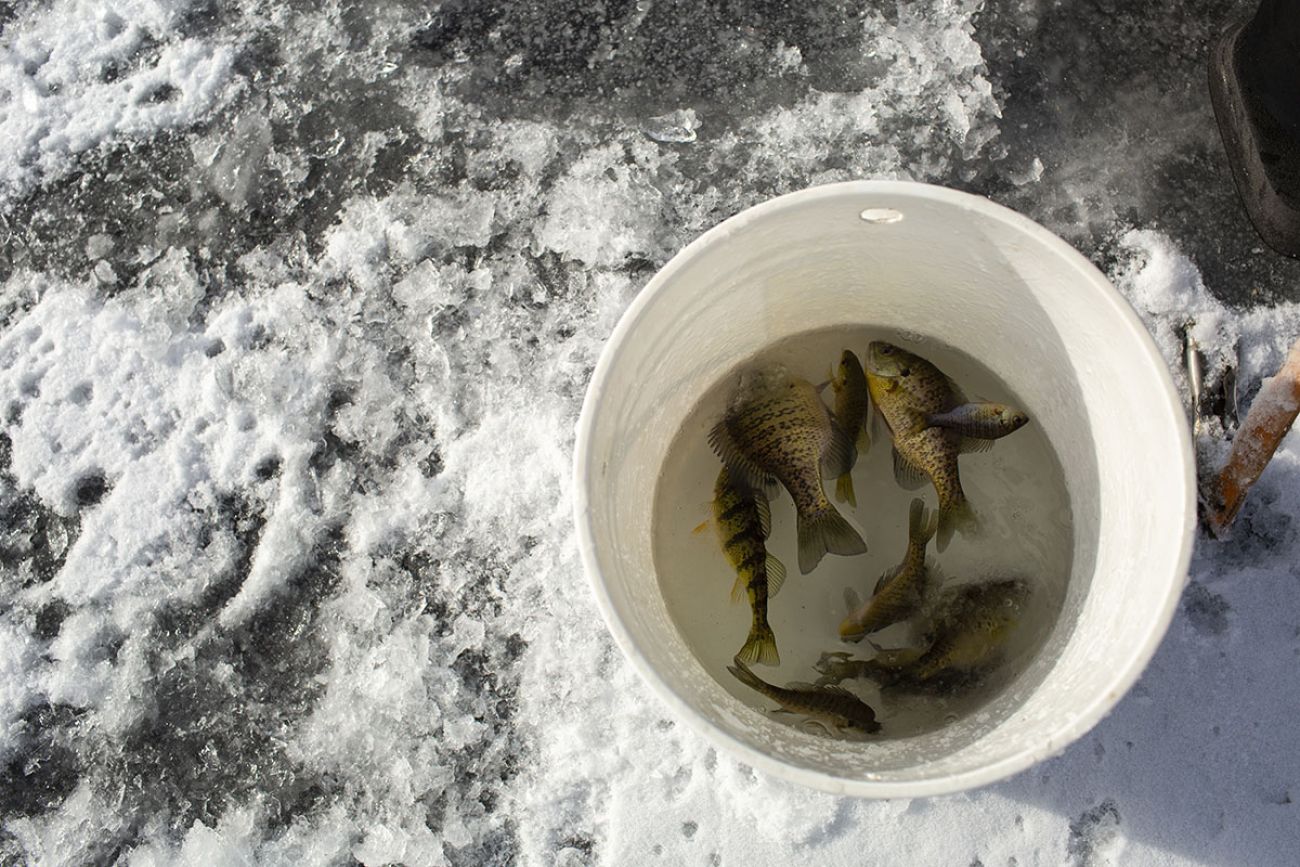 Fishes in a white bucket. 