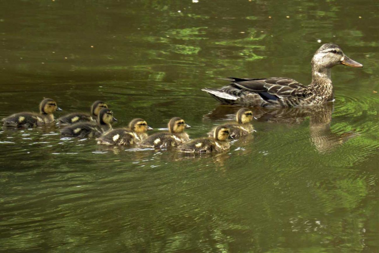 Ducks in the Red Cedar River 