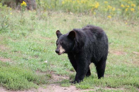 black bear