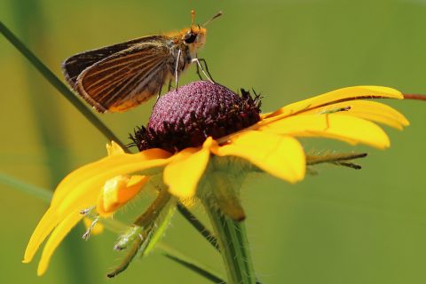 Poweshiek skipperling