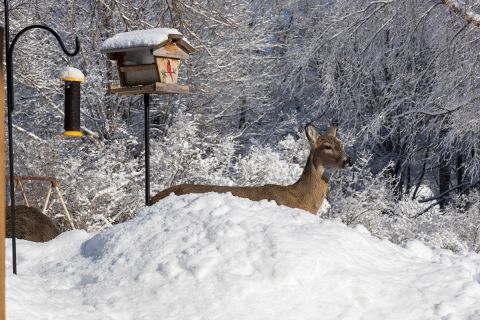 deer near of birdhouse