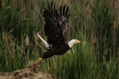 bald eagle flying 