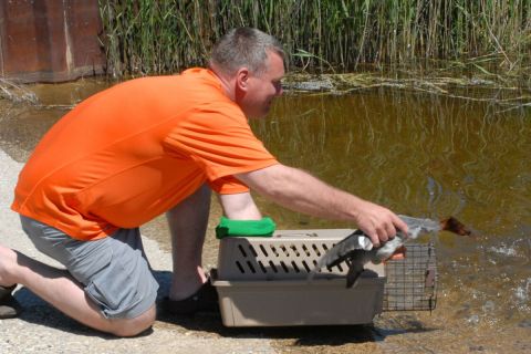 man releasing ducks into the water