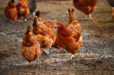 Chickens on traditional free range poultry farm