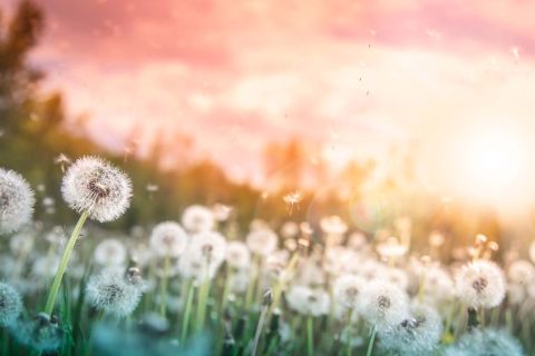 Dandelions With Flying Seeds In Field At Sunset