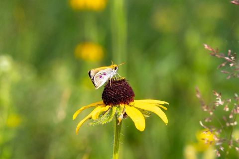 A bug on a yellow flower