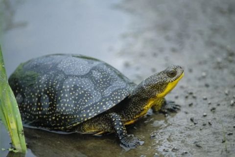 Blanding’s turtle is small. It appears to have small white dots on it's shell