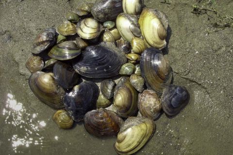 Mussels in the muddy ground