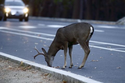 Deer on a road. Car in the other lane