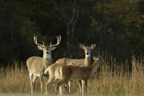 White-tail deer in the field