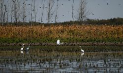 Pointe Mouillee State Game Area