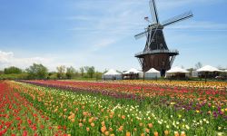 Dutch Windmill in a Holland Michigan tulip field. 