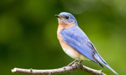 Eastern Bluebird (Sialia sialis) male perched on stump with green bokeh background