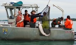 people on a boat lifting up a sturgeon