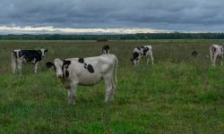 Michigan Dairy Cows In the Meadow