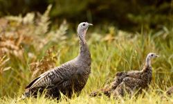 two wild turkeys in a field 