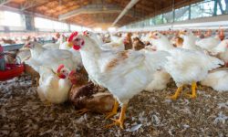 group of chickens on the farm