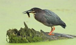 The green heron is standing on a piece of wood, catching a small fish. The water surrounding them is green