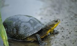 Blanding’s turtle is small. It appears to have small white dots on it's shell