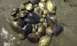 Mussels in the muddy ground