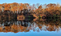 Orange leaves in trees by a lake