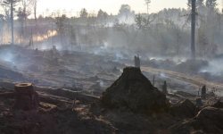 The aftermath of a wildfire. All the trees are burned down