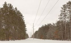 Power line cuts through trees. It's snowy outside