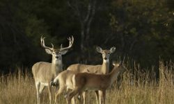 White-tail deer in the field